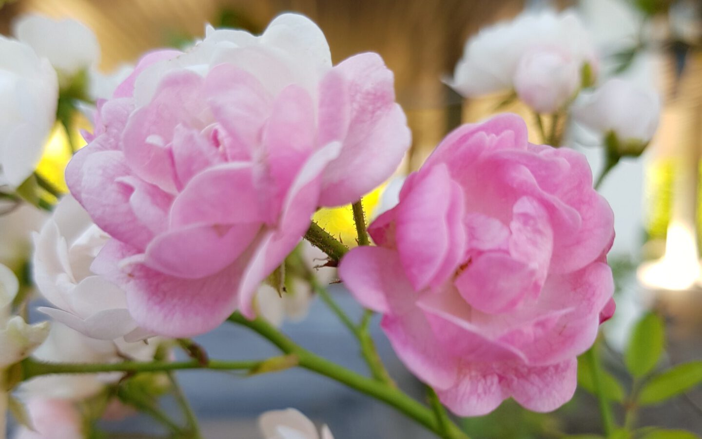 pink flowers